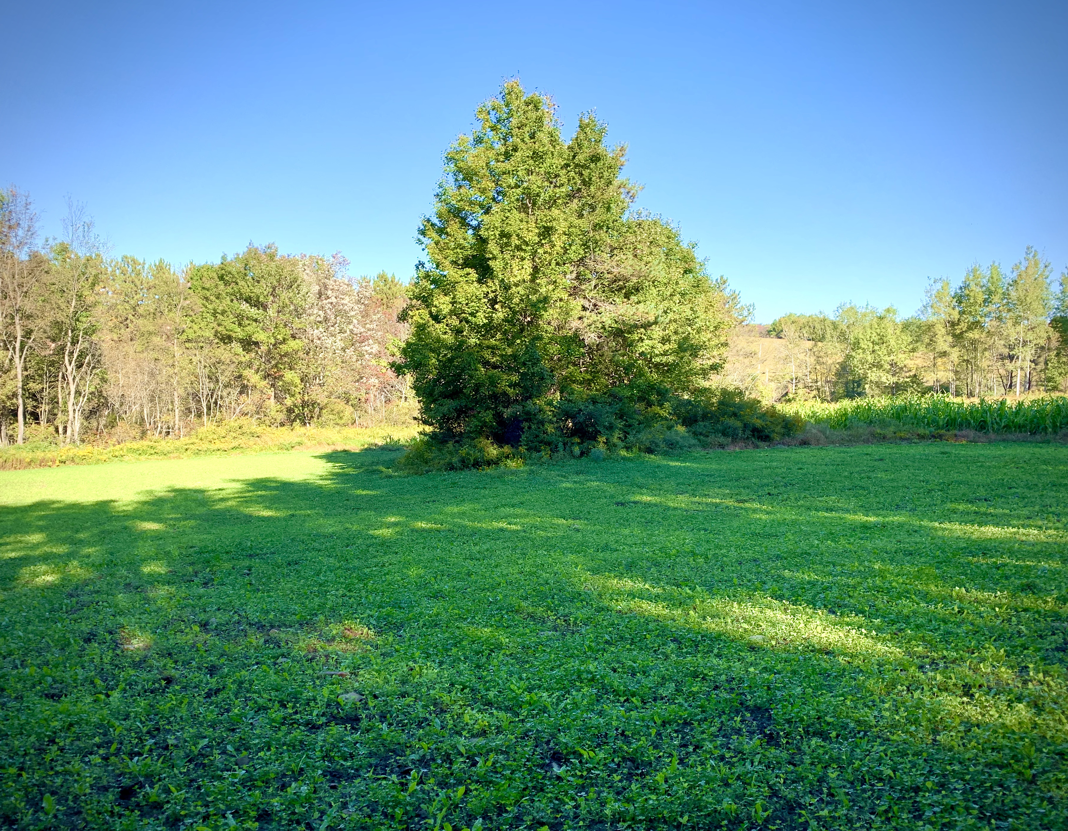 Food Plots
